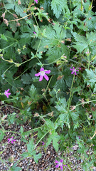 Geranium palustre