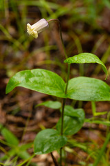 Clematis ochroleuca