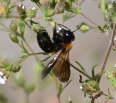 Andrena thoracica