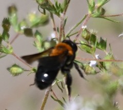 Andrena thoracica