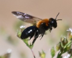 Andrena thoracica