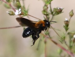 Andrena thoracica