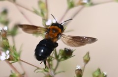 Andrena thoracica