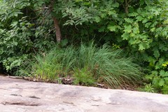 Carex biltmoreana