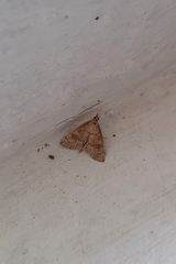 Udea fulvalis
