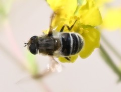 Eristalis