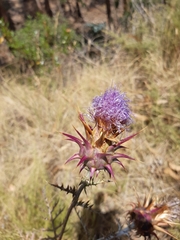 Cynara algarbiensis