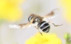 Eristalis