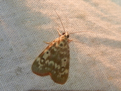 Sommeria marchalii
