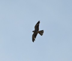 Falco amurensis