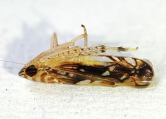 Scaphoideus titanus