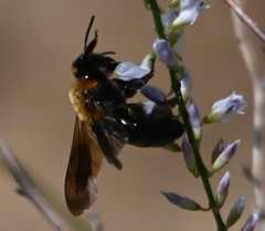 Andrena thoracica