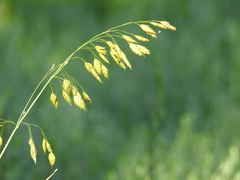 Bromus secalinus