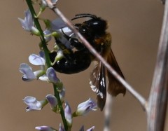 Andrena thoracica