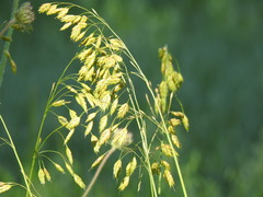 Bromus secalinus