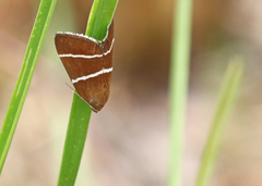 Argyrostrotis quadrifilaris