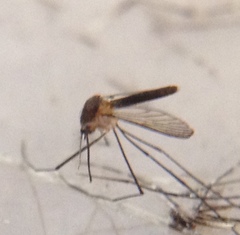 Wyeomyia mitchellii
