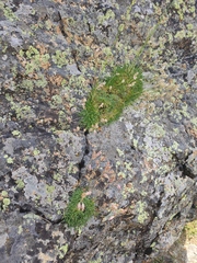 Silene turgida