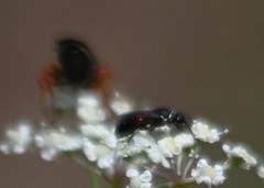 Hylaeus