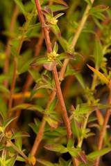 Ludwigia ravenii