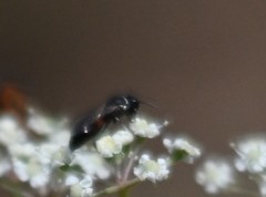 Hylaeus