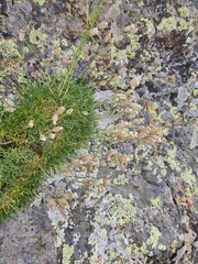 Silene turgida