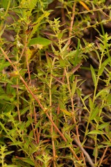 Ludwigia ravenii