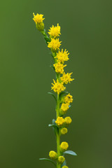 Solidago austrina