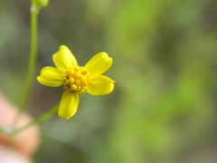 Senecio tenuiflorus
