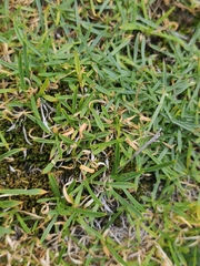 Silene turgida