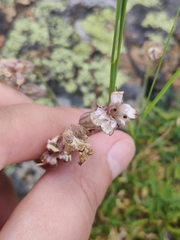 Silene turgida