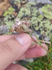 Silene turgida