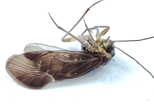 Cloudy brown barklouse photo 3