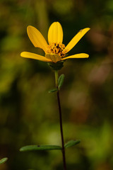 Helianthus floridanus