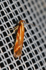 Metzneria aprilella