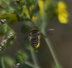 Megachile