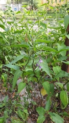 Solanum dulcamara