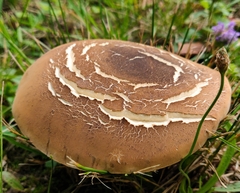 Tylopilus ferrugineus