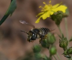 Megachile