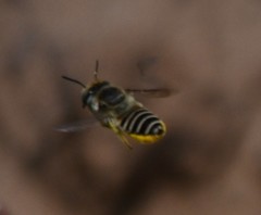 Megachile