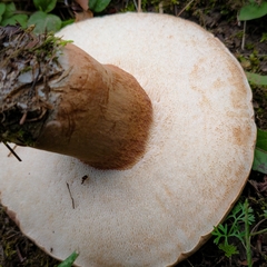 Tylopilus ferrugineus