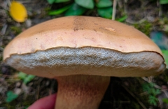 Tylopilus ferrugineus