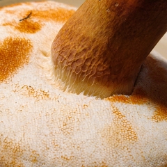 Tylopilus ferrugineus