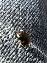 Tritomegas bicolor