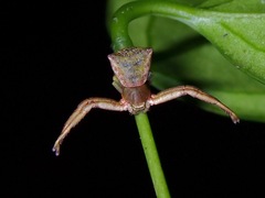 Pistius
