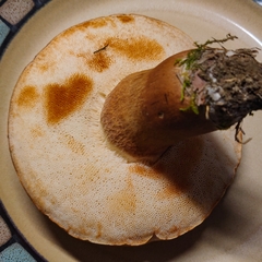 Tylopilus ferrugineus