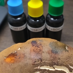 Tylopilus ferrugineus