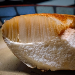 Tylopilus ferrugineus