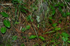 Platanthera brevicalcarata