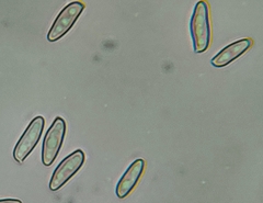 Tylopilus ferrugineus